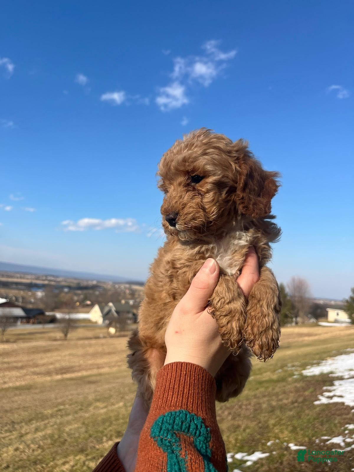 Cavapoo dogs Elsa - Ad 2