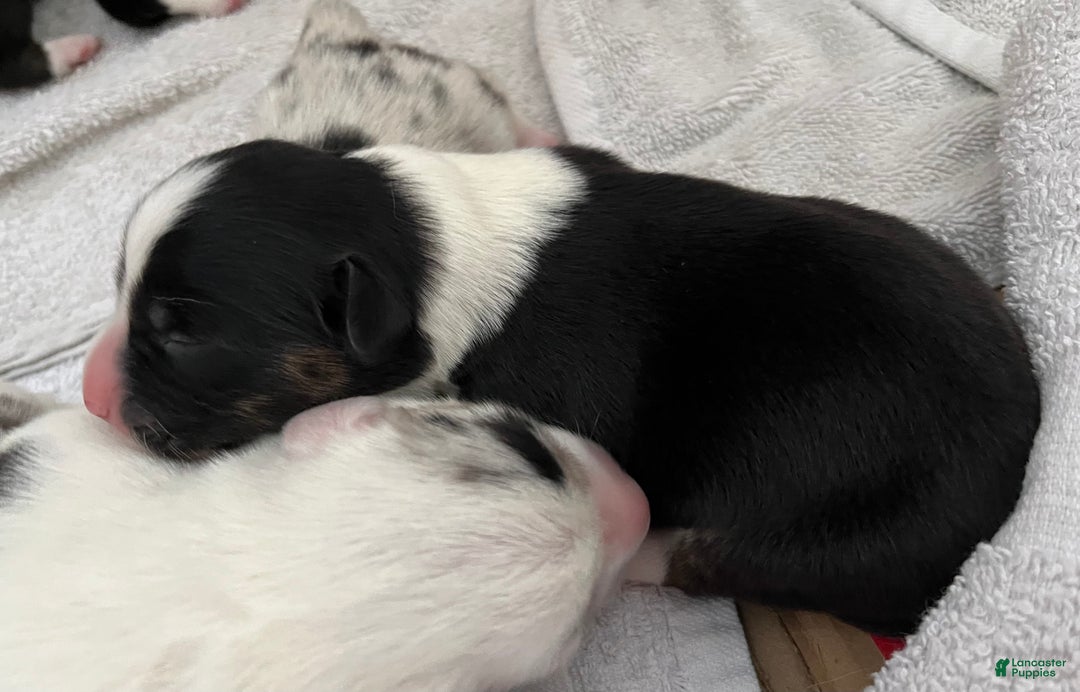 Welsh Corgi Cardigan dogs for sale: Welsh Corgi Cardigan Puppy 3: Goldie - Ad 4