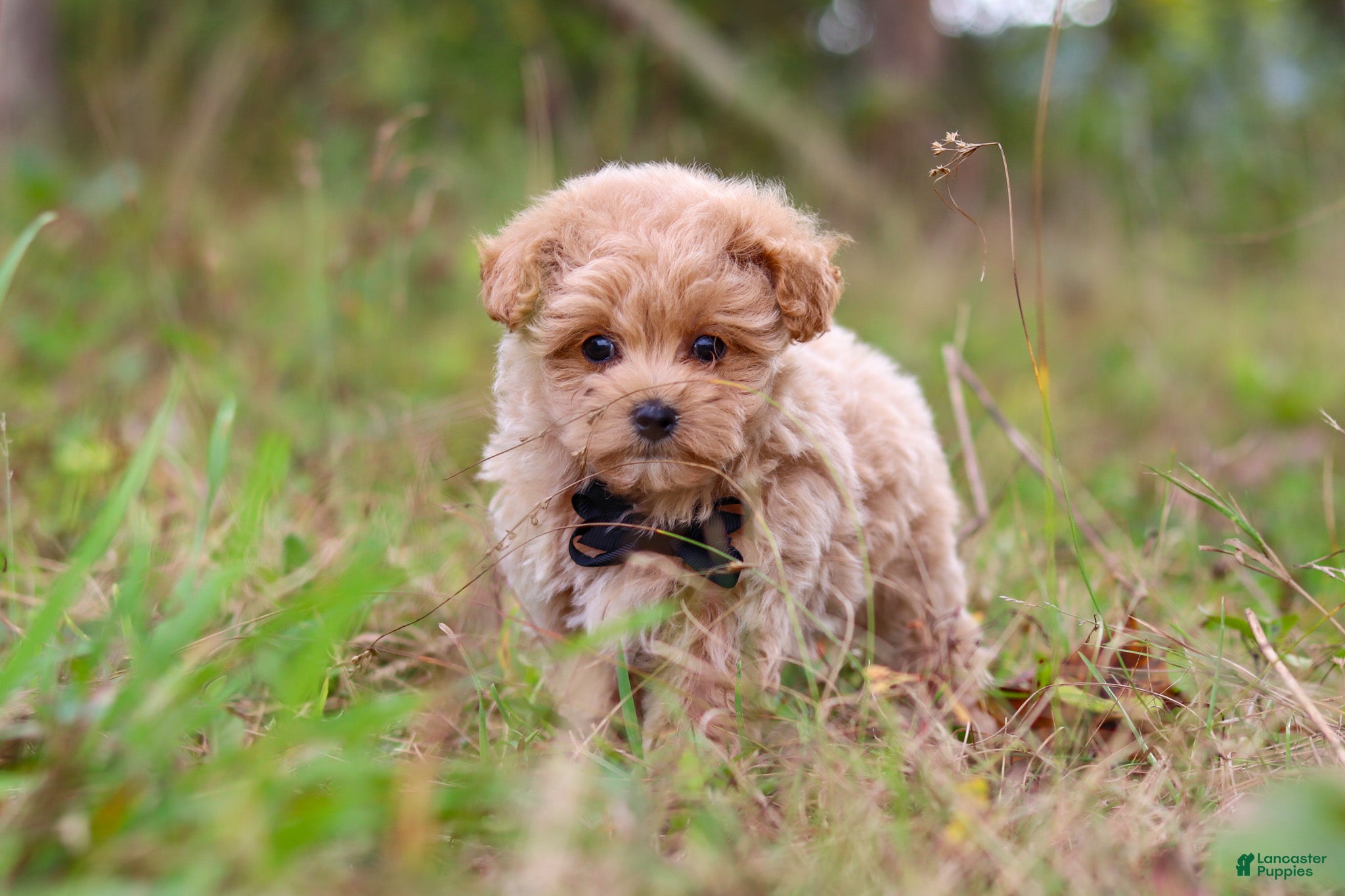 Maltipoo dogs Nash - Ad 2