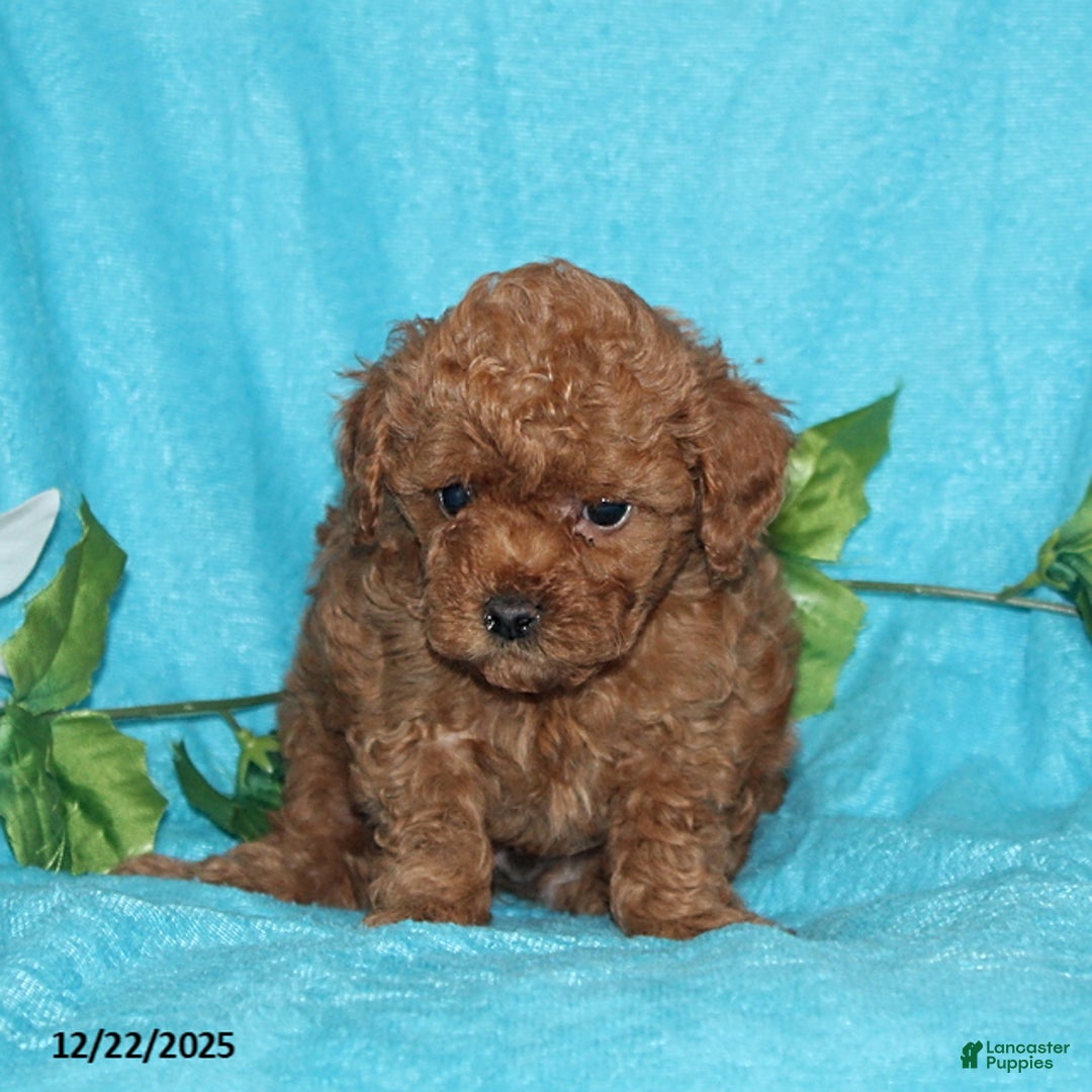 Toy Poodle dogs for sale: Rascal - Ad 2