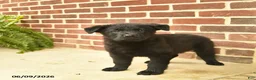German Shepherd dogs for sale: Buster - Ad 3