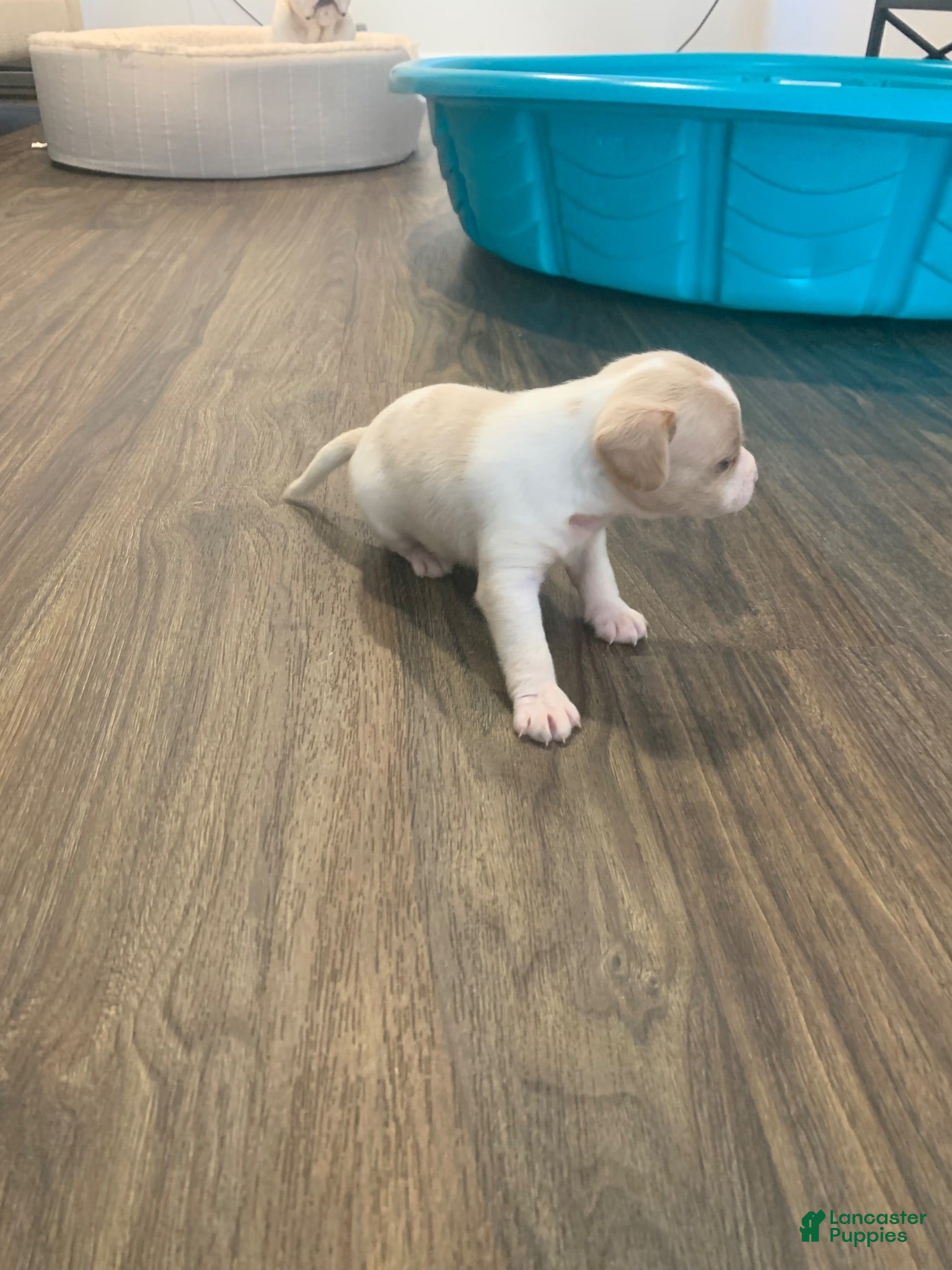 Mixed Breed dogs Zoie - Ad 14