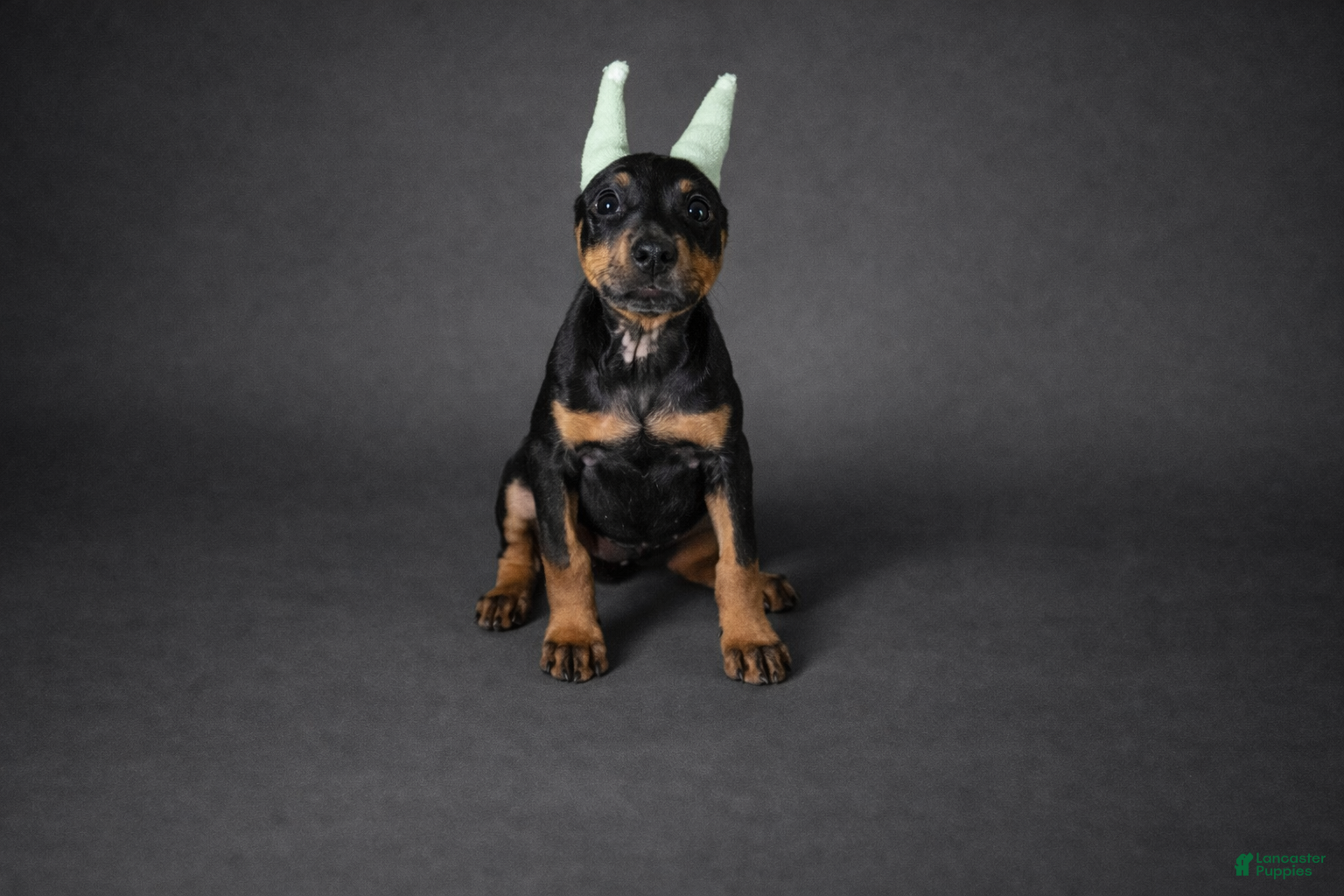 Doberman Pinscher dogs Doberman Pinscher Puppy 2 - Ad 1