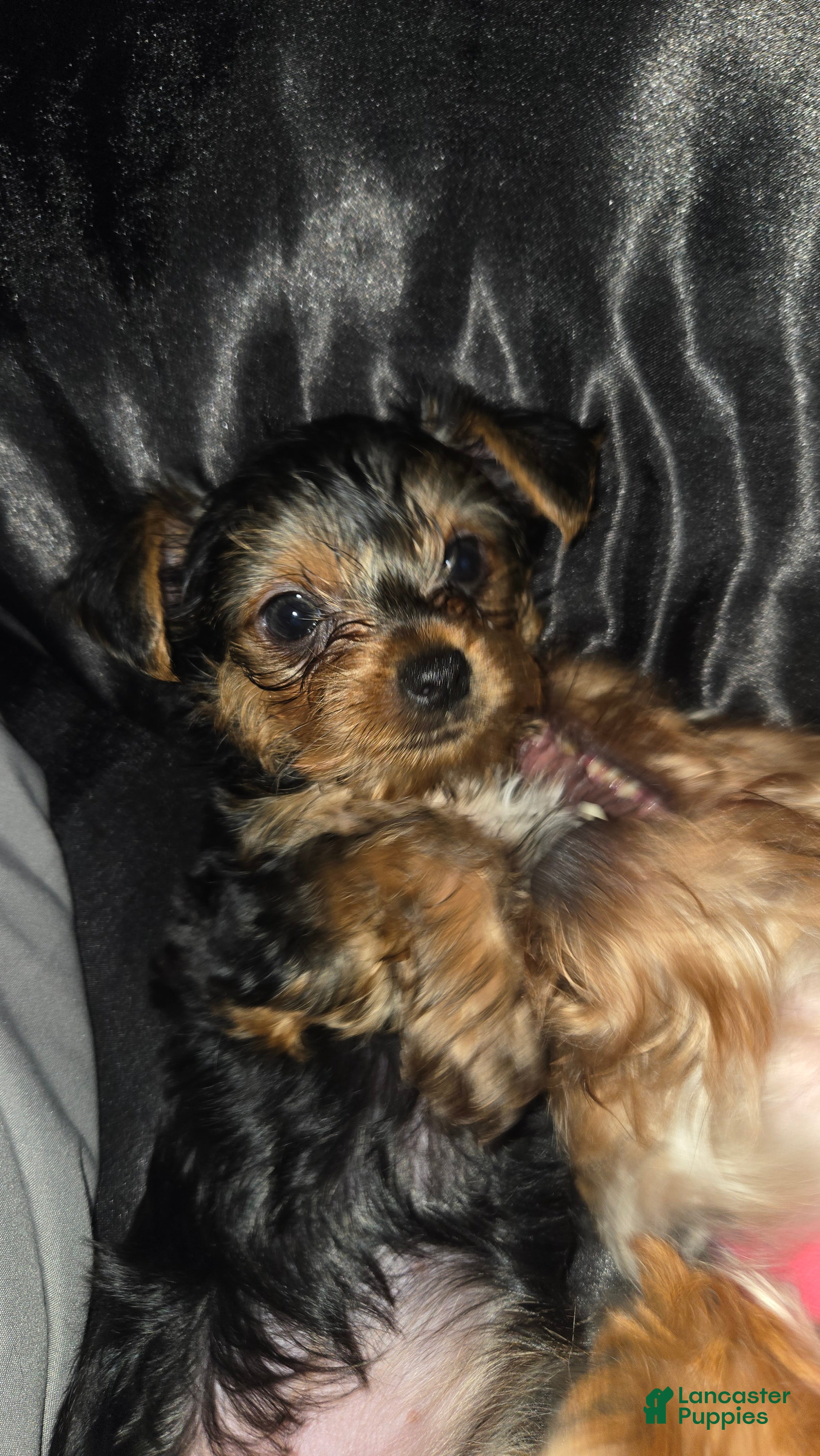Yorkshire Terrier dogs Molly - Ad 1