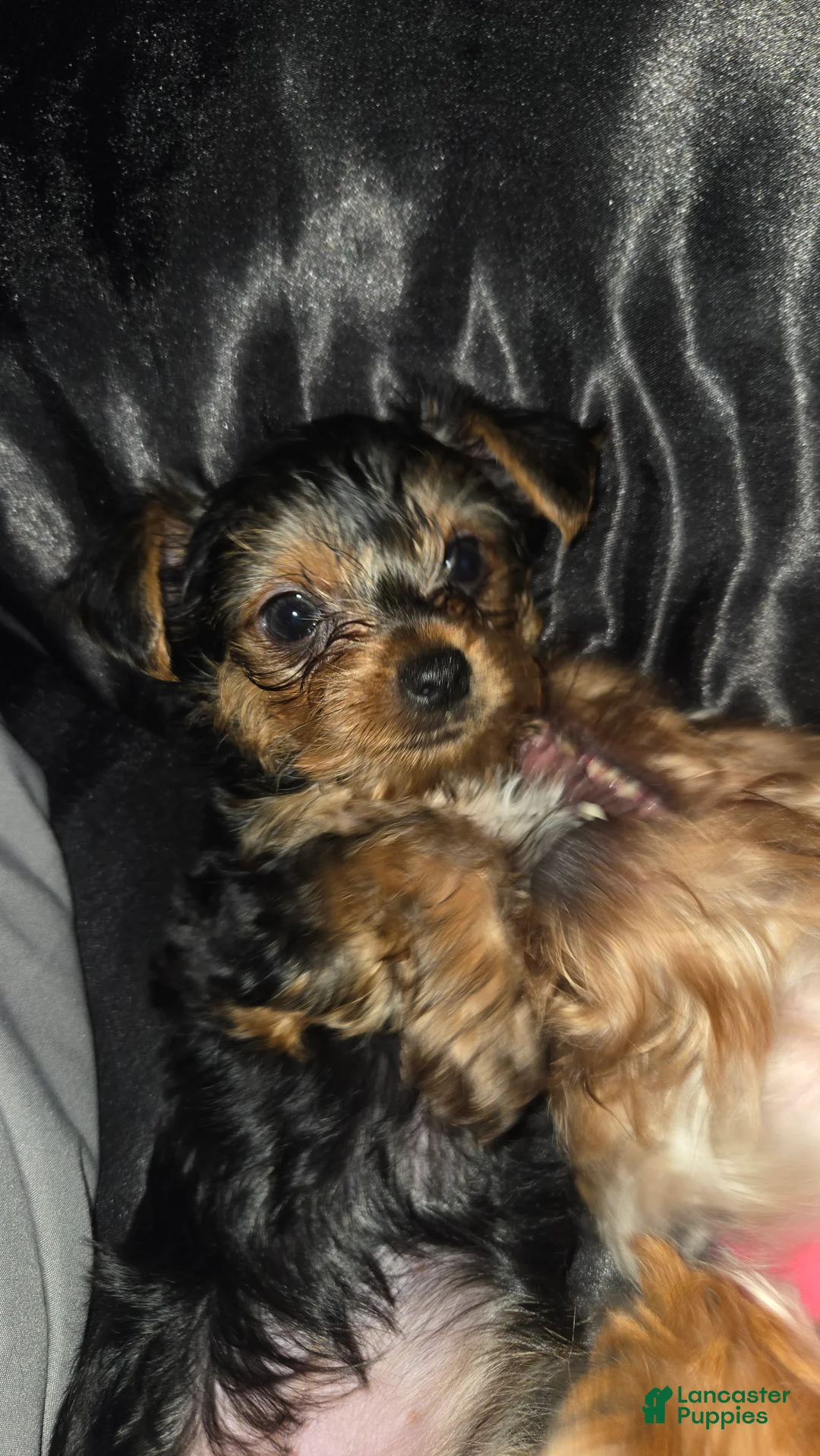 Yorkshire Terrier dogs for sale: Molly - Ad 1