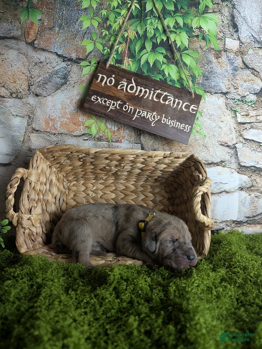 Great Dane dogs for sale: Èowyn Blue Brindle Merle Female Great Dane Puppy  - Ad 1