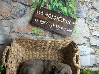 Great Dane dogs Èowyn Blue Brindle Merle Female Great Dane Puppy - Ad 23