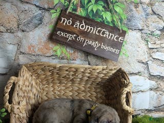 Great Dane dogs Èowyn Blue Brindle Merle Female Great Dane Puppy - Ad 3