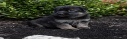 German Shepherd dogs for sale: Winston - Ad 4