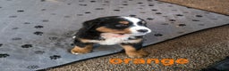 Bernese Mountain Dog dogs for sale: Orange - Ad 3