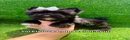 Yorkshire Terrier dogs for sale: Yorkshire Terrier 1 - Ad 14