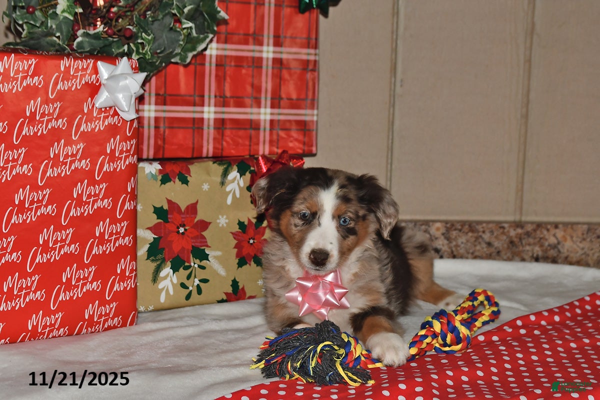 Australian Shepherd dogs Misty - Ad 4