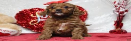 Cavapoo dogs for sale: Rosie - Ad 4