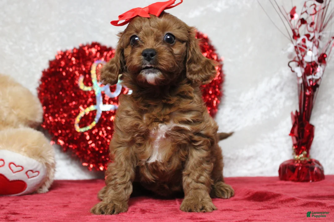 Cavapoo dogs for sale: Rosie - Ad 4