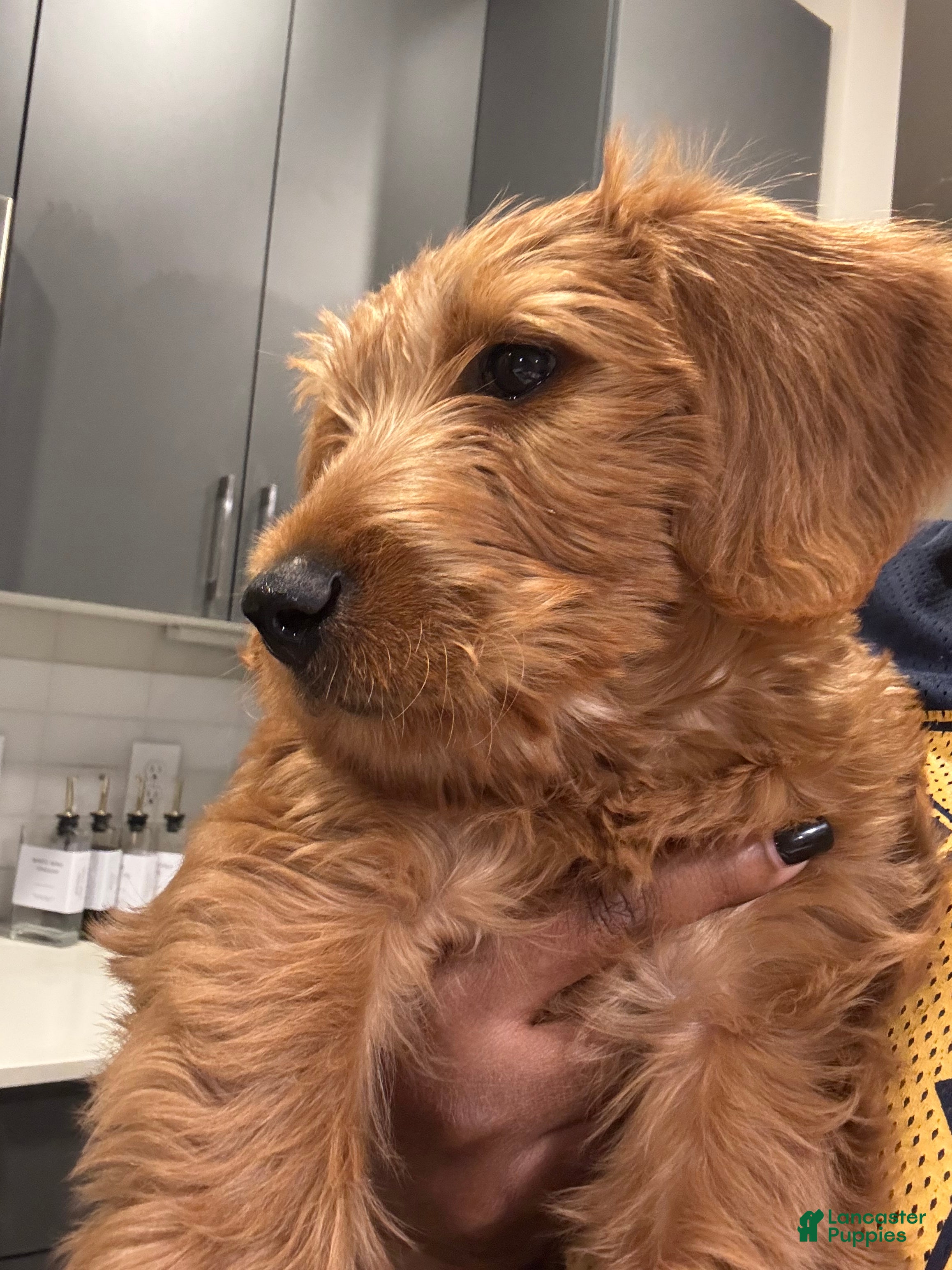 Labradoodle dogs Standard Poodle Puppy 1 - Ad 6