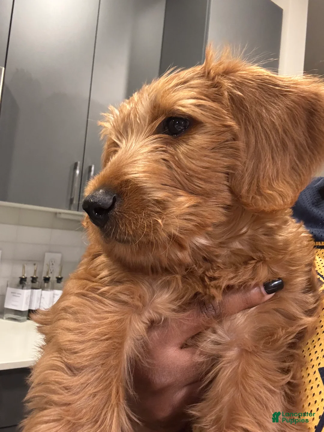 Labradoodle dogs for sale: Standard Poodle Puppy 1 - Ad 1