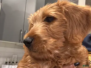 Labradoodle dogs Standard Poodle Puppy 1 - Ad 1