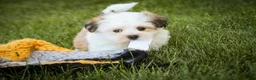 Havanese dogs for sale: Fernando - Ad 4