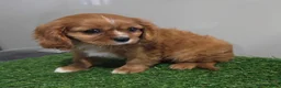 Cavalier King Charles Spaniel dogs for sale: Chloe - Ad 6