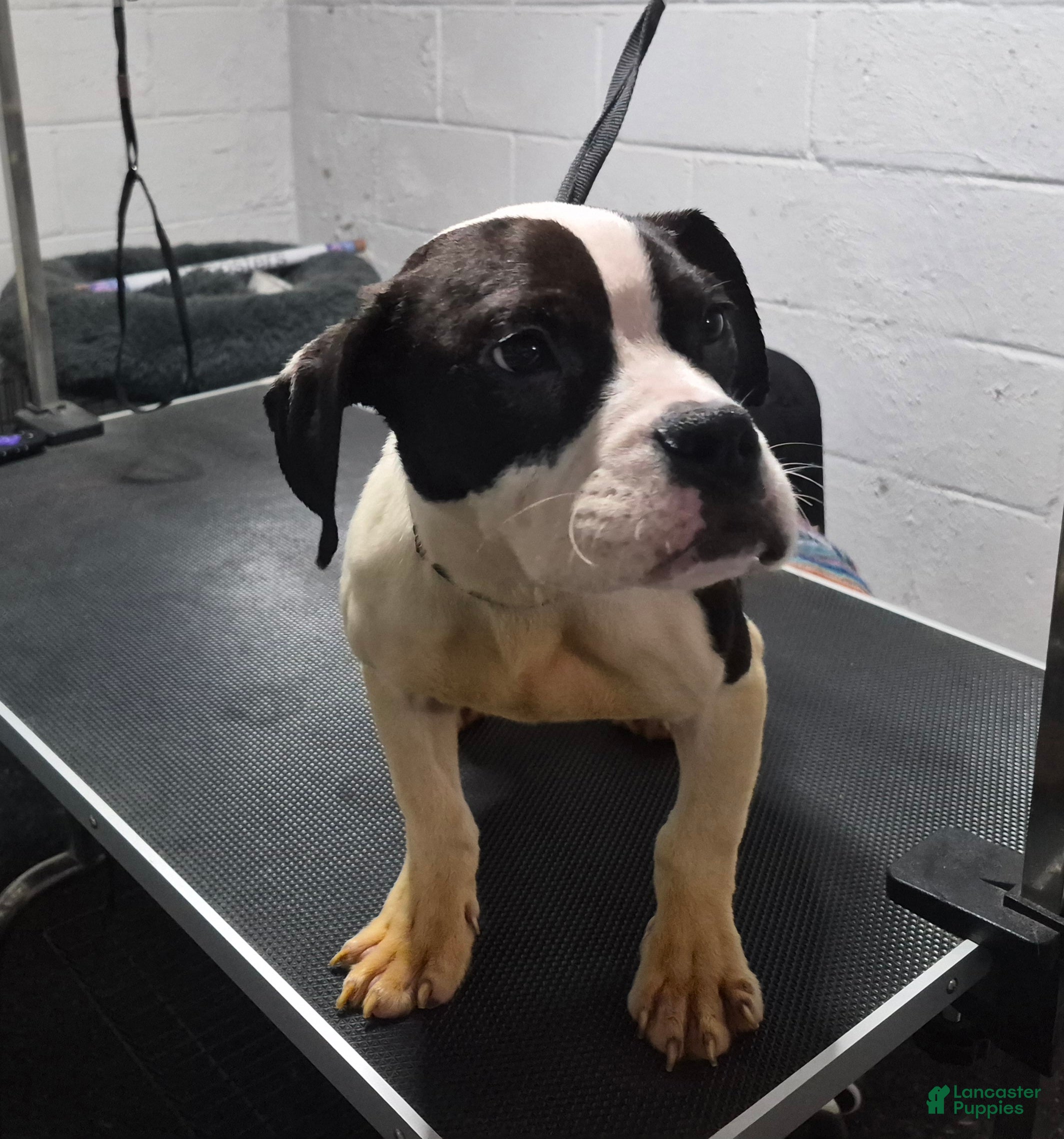 American Bully dogs American Bully Puppy Boss Hog - Ad 1