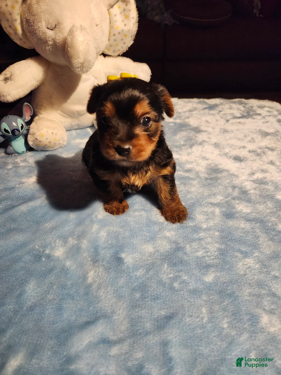 Yorkshire Terrier dogs for sale: Yorkshire Terrier Puppy 1 - Ad 6