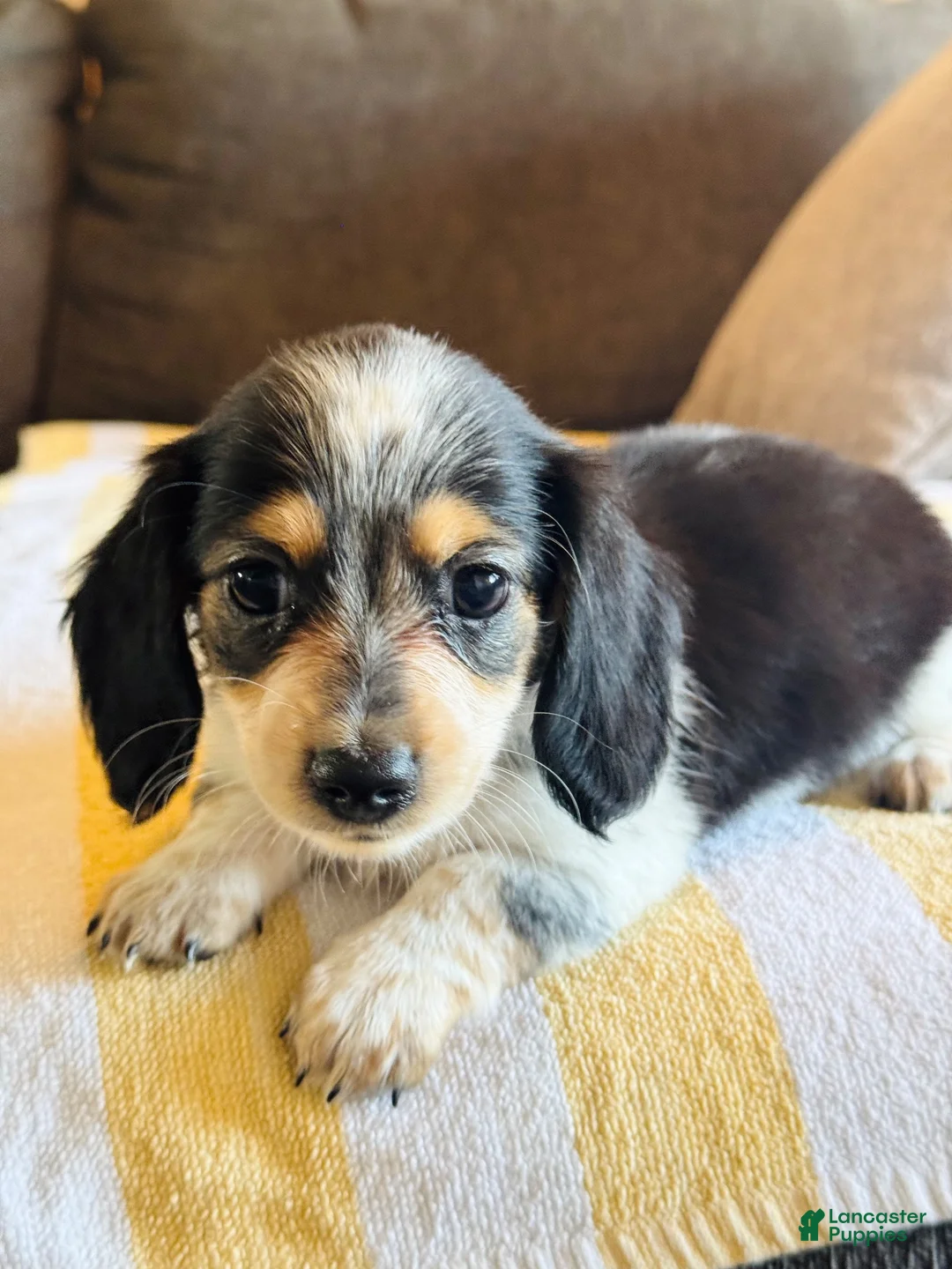 Miniature Dachshund dogs for sale: AKC Longhair Black PIEBALD Mini Dachshund GIRL - Ad 2