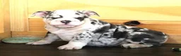 English Bulldog dogs for sale: TINA - BLUE MERLE - Ad 1