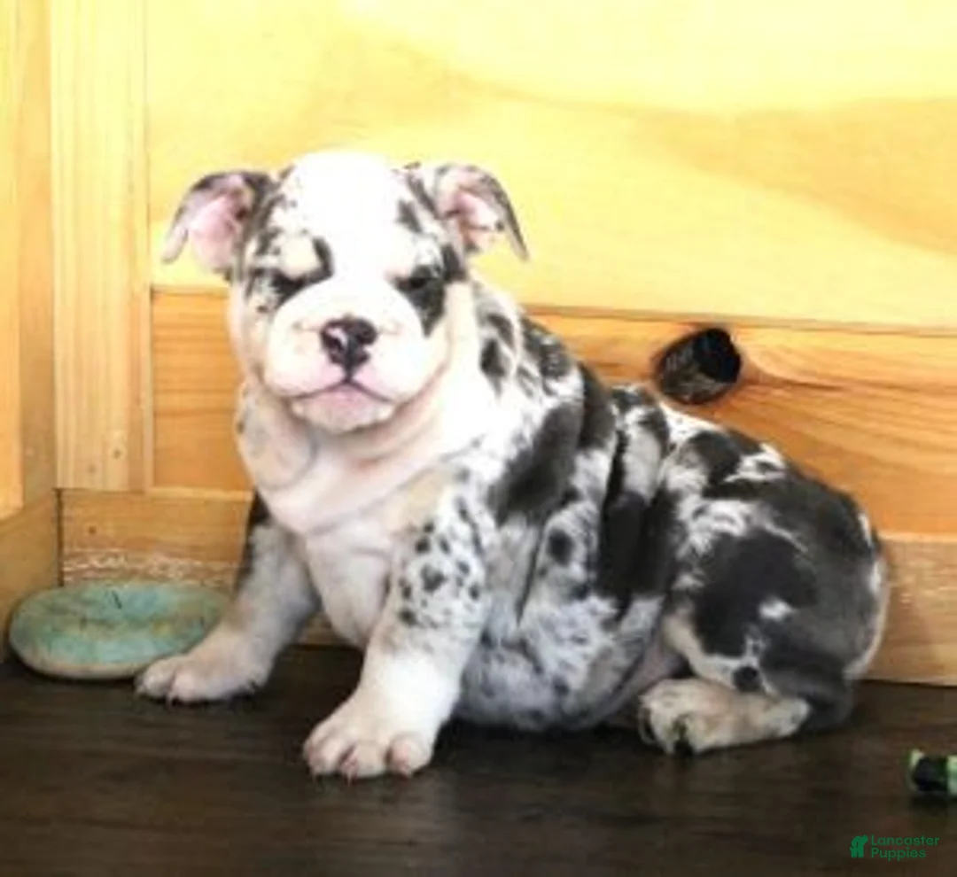 English Bulldog dogs for sale: TINA - BLUE MERLE - Ad 1