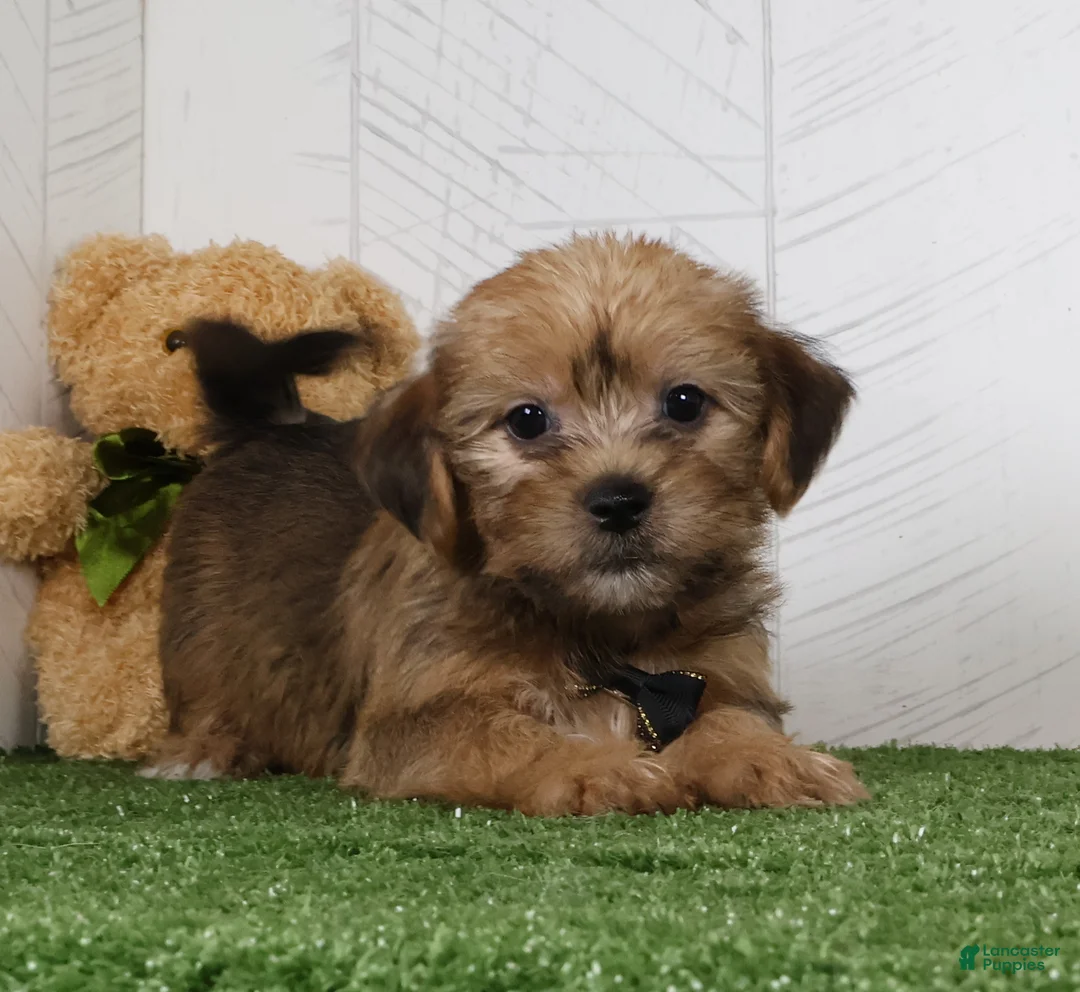 Shorkie dogs for sale: Ike - Ad 2