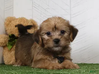 Shorkie dogs Ike - Ad 2