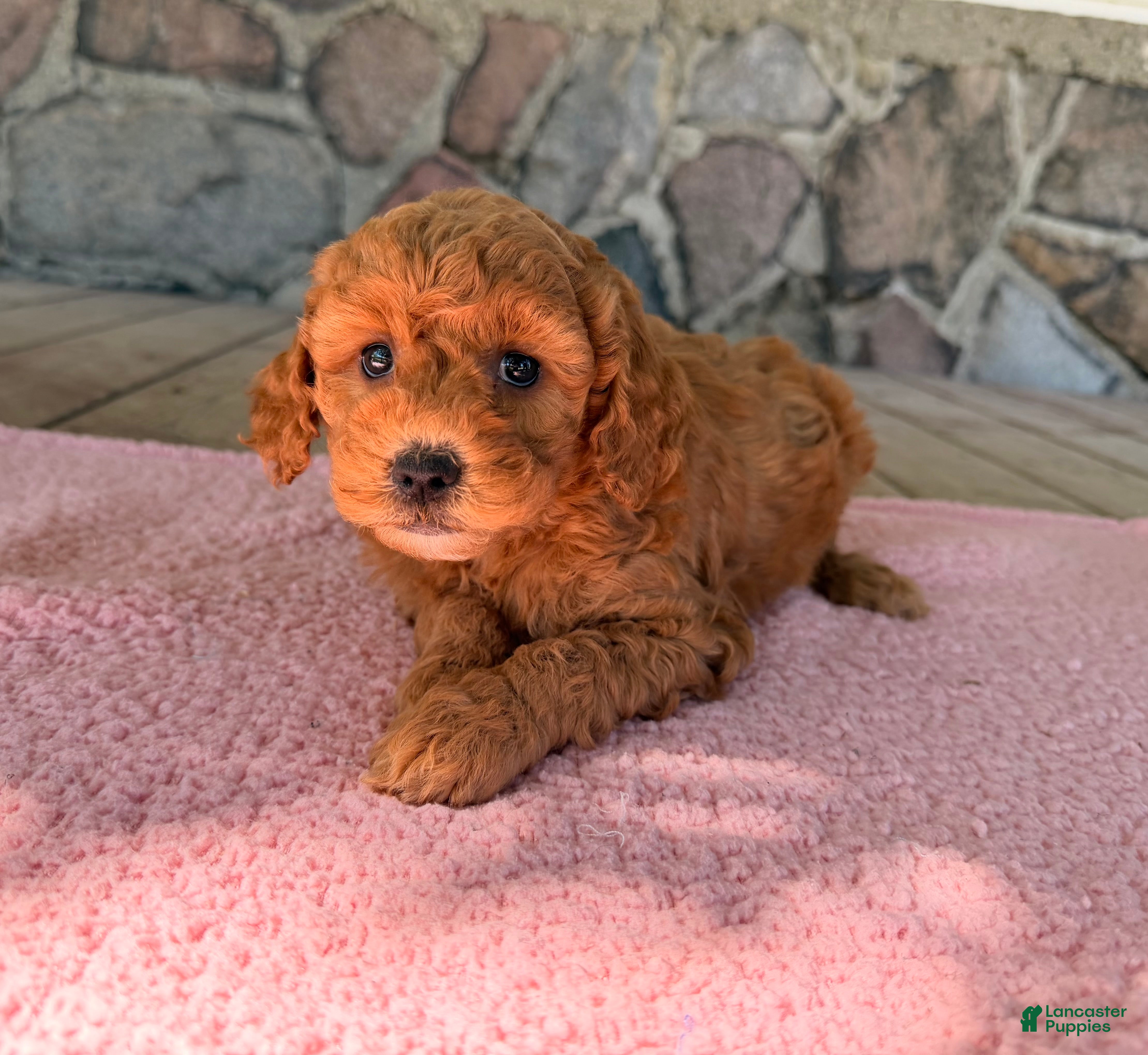 Mini Goldendoodle dogs Fern - Ad 2