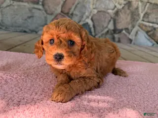 Mini Goldendoodle dogs Fern - Ad 2