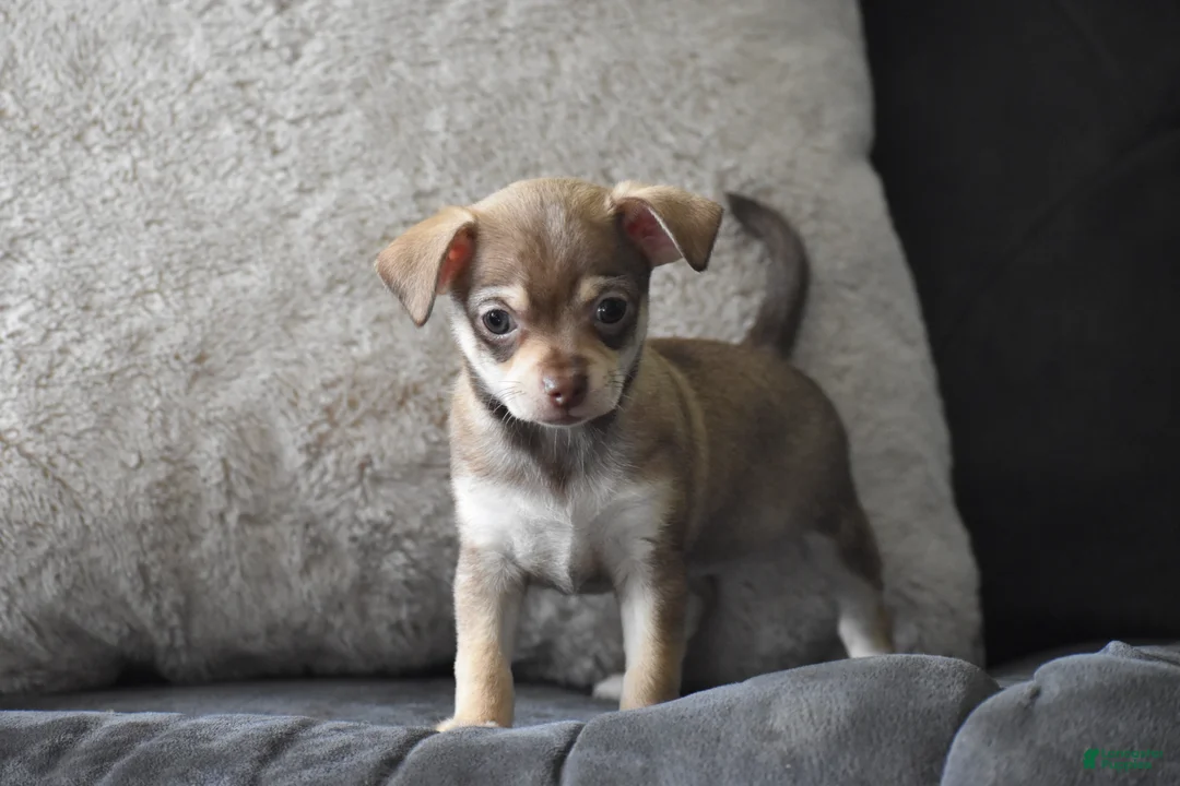 Chihuahua dogs for sale: Chihuahua Puppy 2 - Ad 2