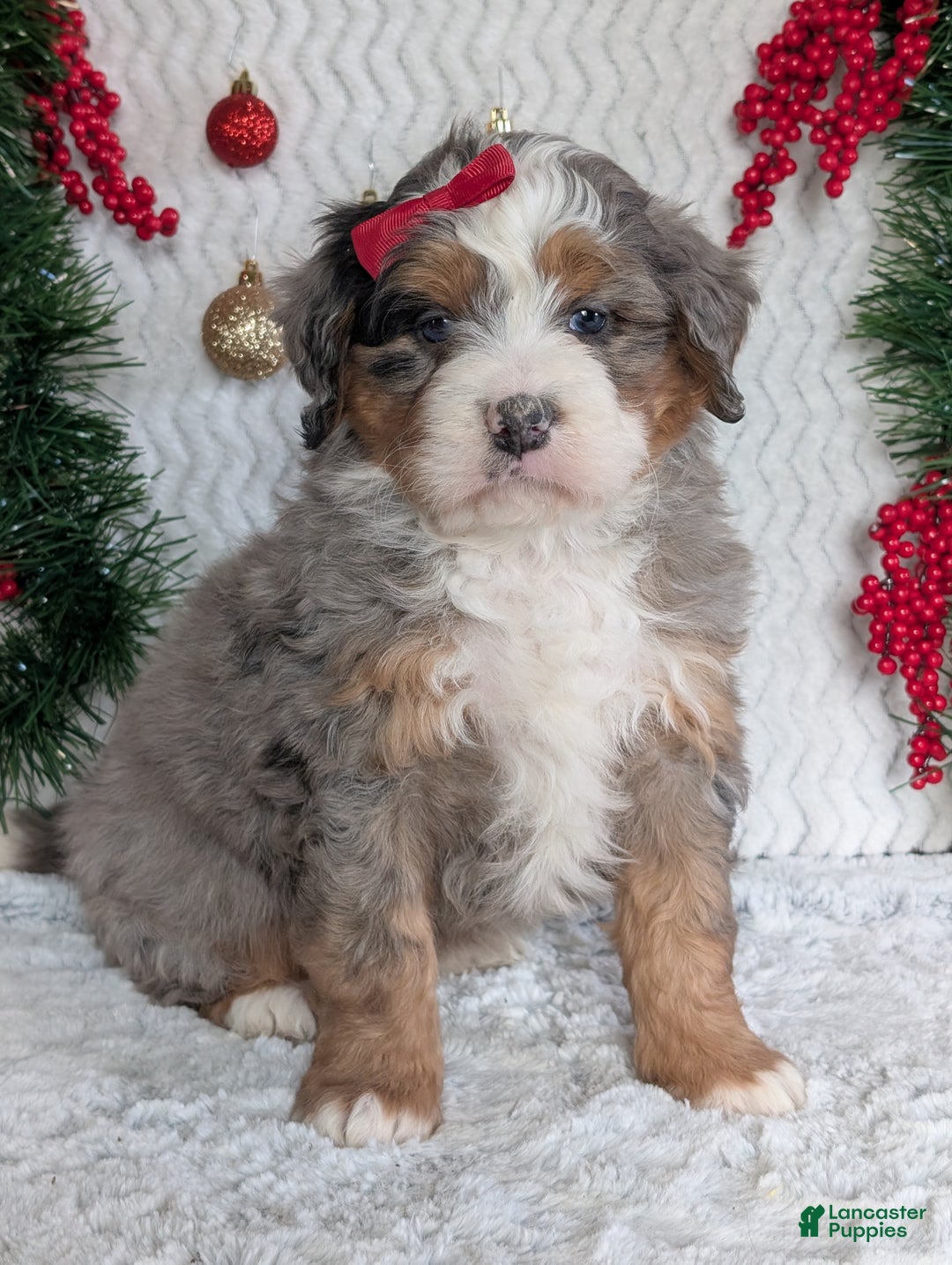 Mini Bernedoodle dogs for sale: Mini Hayes - Ad 16