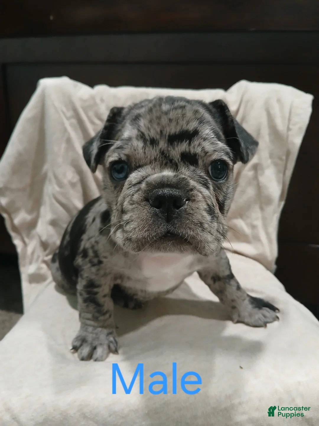 French Bulldog dogs for sale: Luke - Ad 8