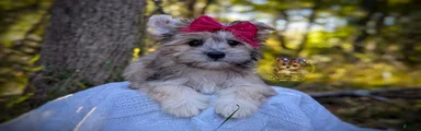 Bramble