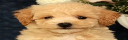 Bichpoo dogs for sale: Jake - Ad 9