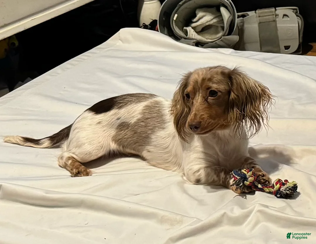 Miniature Dachshund dogs for sale: Whalen - Ad 7