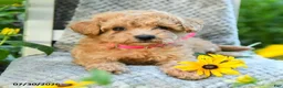Maltipoo dogs for sale: Lily - Ad 4