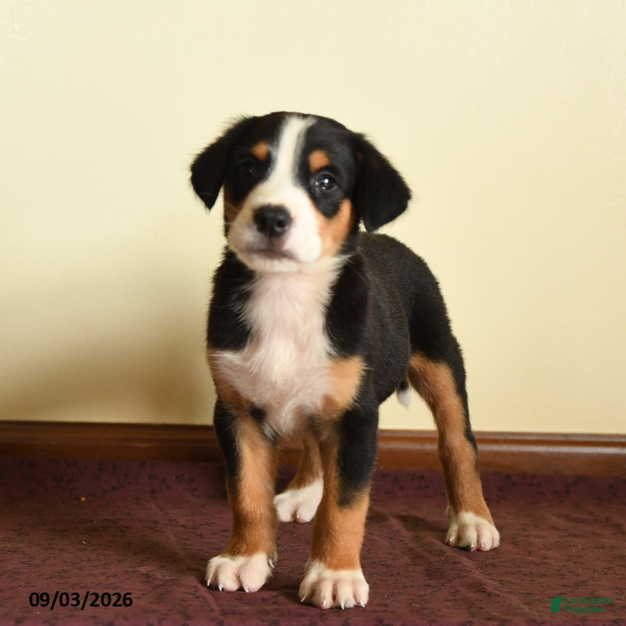 Greater Swiss Mountain Dog dogs Austin - Ad 1