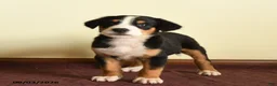 Greater Swiss Mountain Dog dogs for sale: Austin - Ad 1