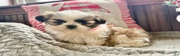 Shih Tzu dogs for sale: Polly  - Ad 3