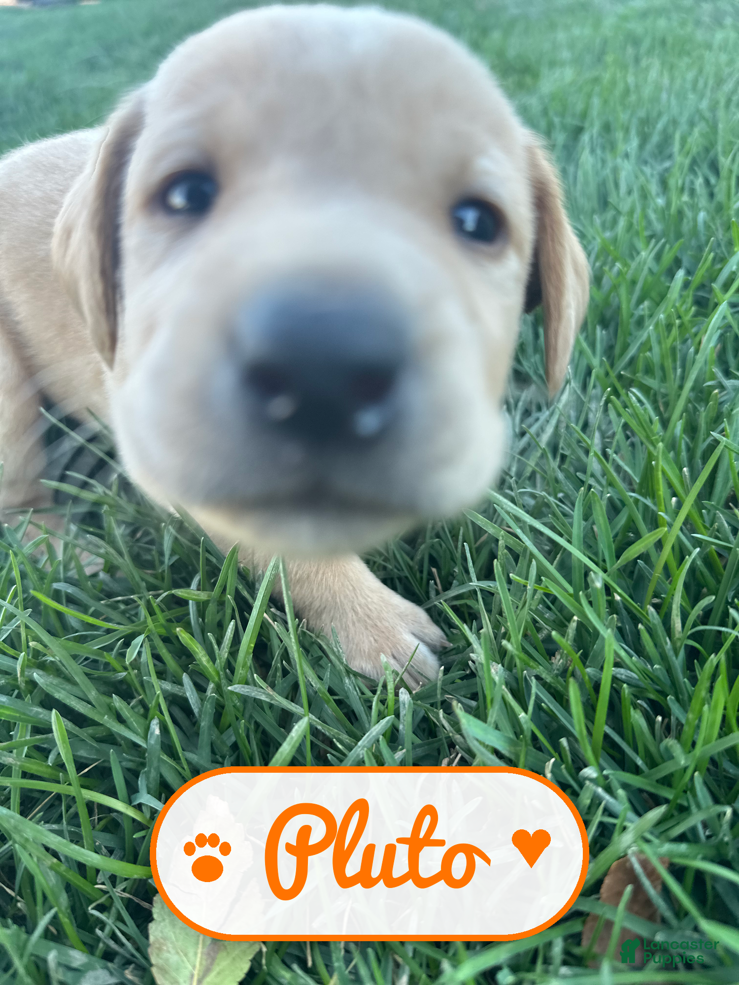 Labrador Retriever dogs Pluto - Ad 10