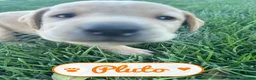 Labrador Retriever dogs for sale: Pluto - Ad 1