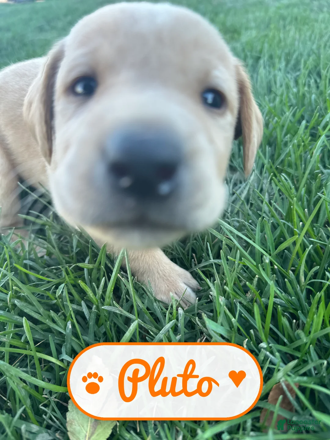 Labrador Retriever dogs for sale: Pluto - Ad 1