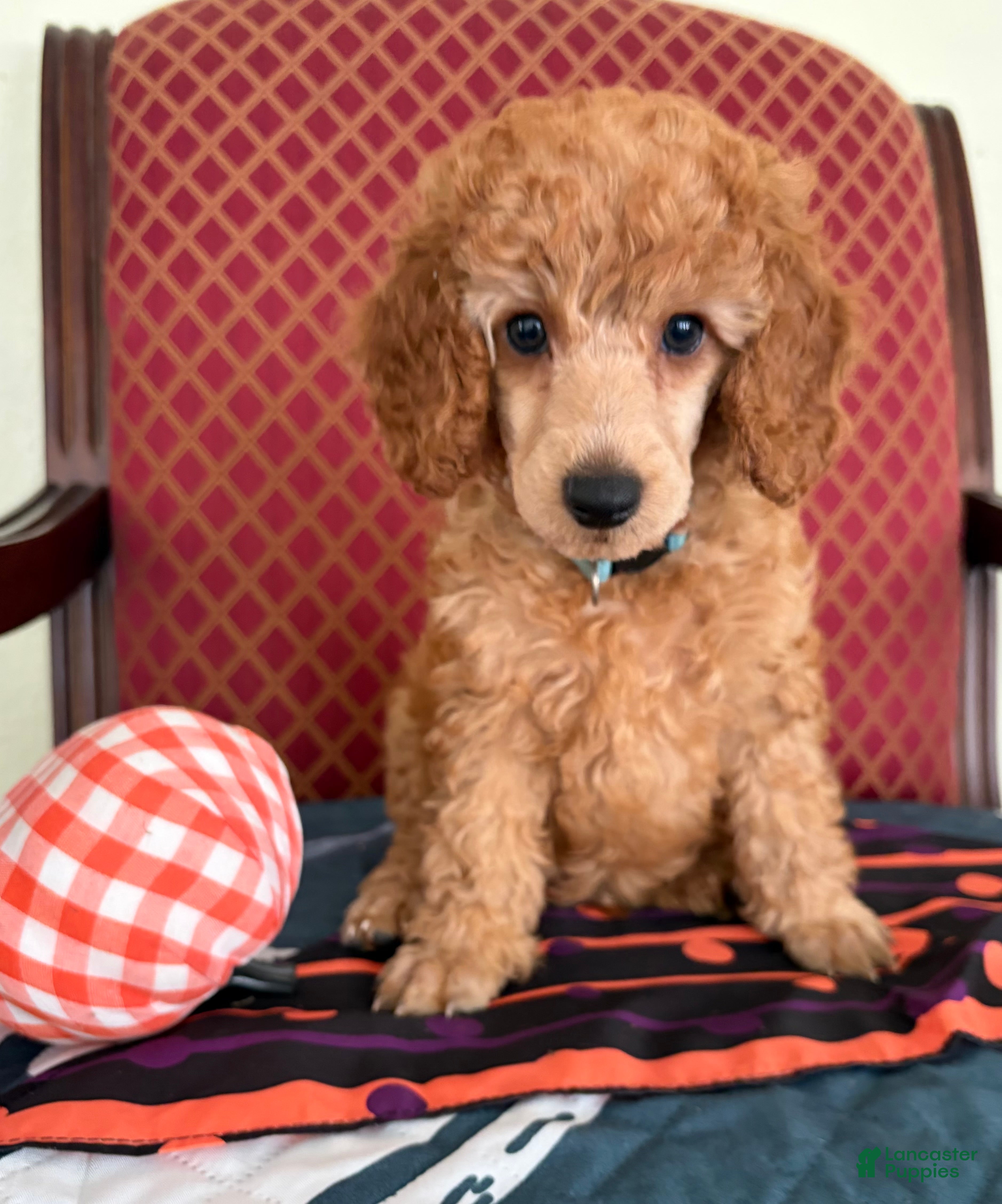 Miniature Poodle dogs for sale: Ralphie  - Ad 3