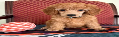 Ralphie 