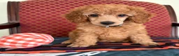 Miniature Poodle dogs for sale: Ralphie  - Ad 1