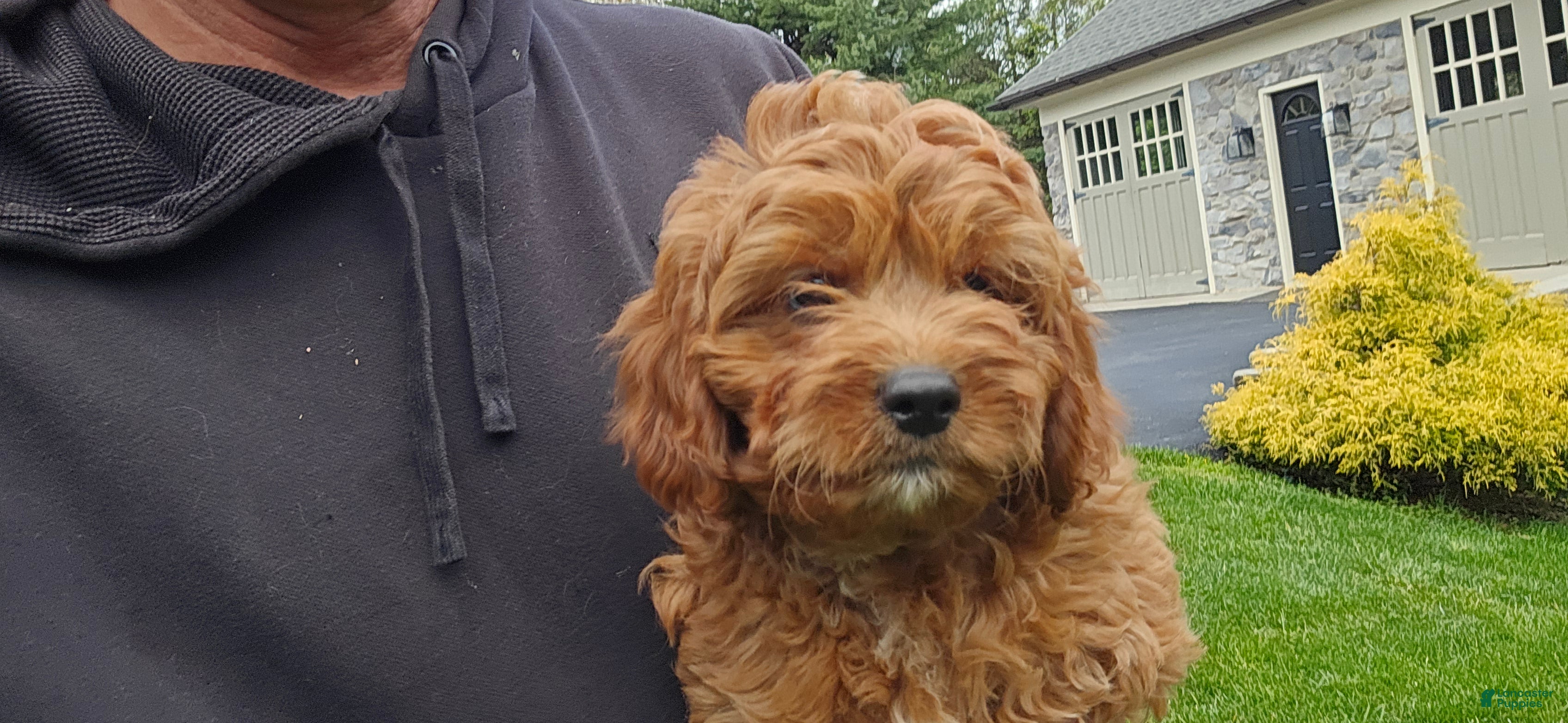Cavapoo dogs Harvey - Ad 2