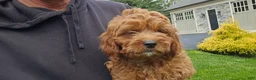 Cavapoo dogs for sale: Harvey - Ad 2